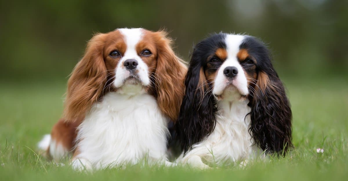 Cavalier King Charles Spaniel playing in the grass
