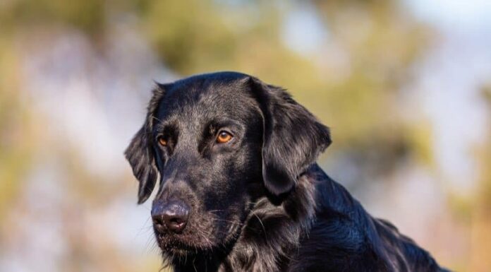 Flat-Coated Retriever