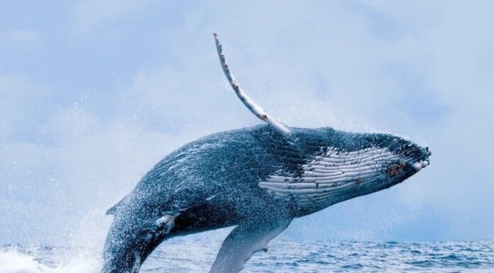 Humpback Whale