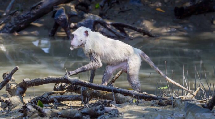 Scimmie albine: quanto sono comuni le scimmie bianche e perché succede?
