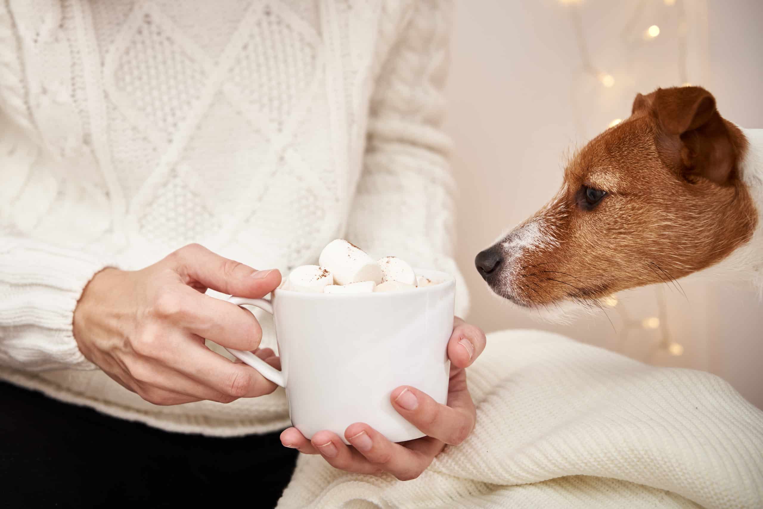 I cani possono mangiare i marshmallow in sicurezza?  Quali sono i pericoli?