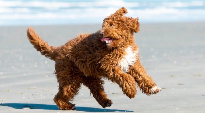 scarabocchio irlandese
