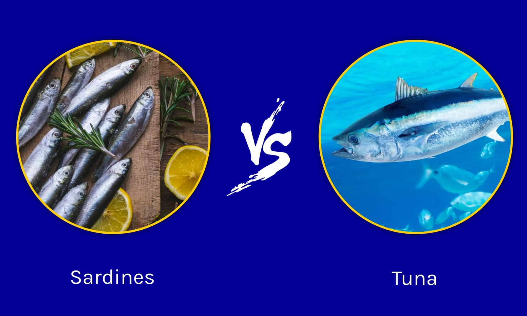Sardine vs Tonno: quali sono le differenze?