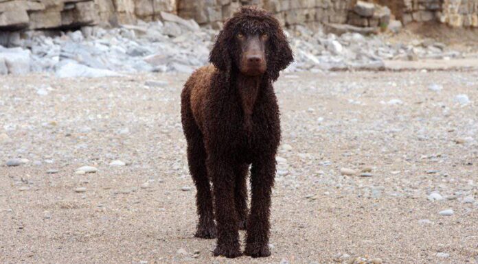 Spaniel d'acqua irlandese
