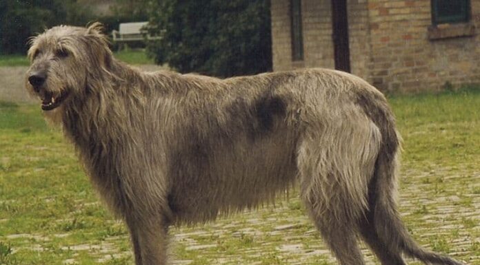 Irish Wolfhound
