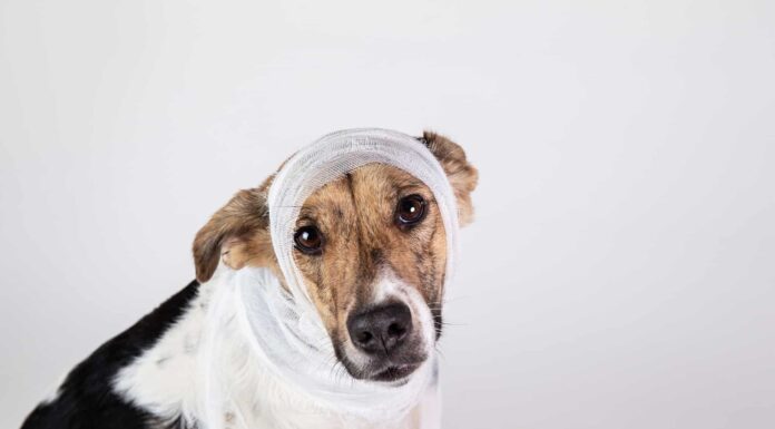 Ferite alla testa nei cani: possono avere commozioni cerebrali?
