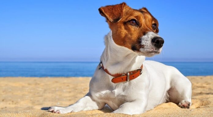 Jack Russell

