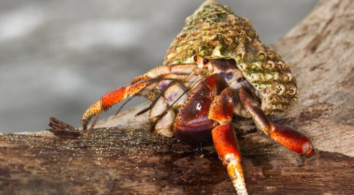 Cacca di granchio eremita: tutto ciò che avresti sempre voluto sapere
