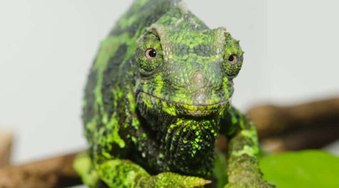 Il camaleonte di Jackson
