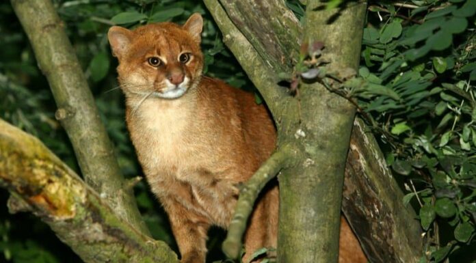 Gatto Jaguarundi
