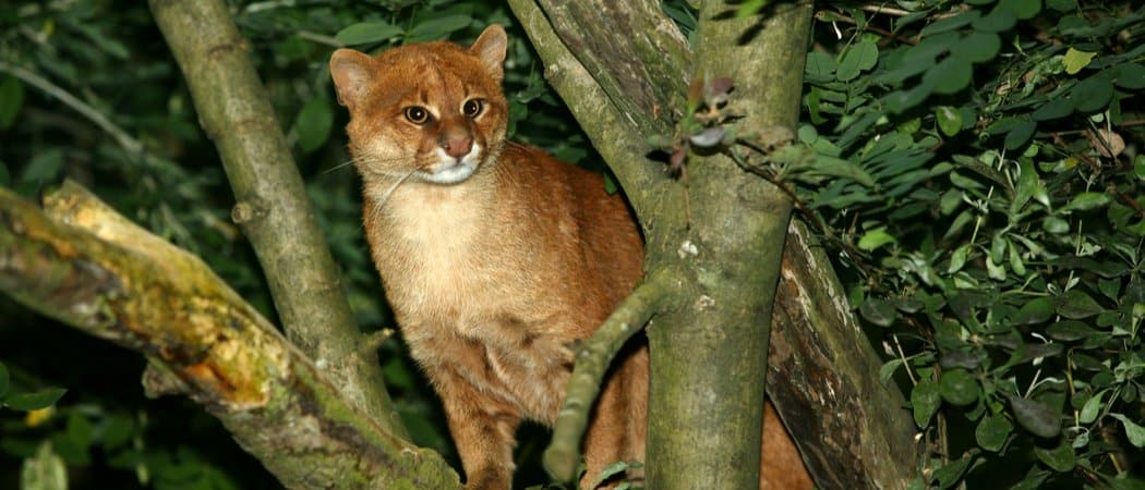 Gatto Jaguarundi