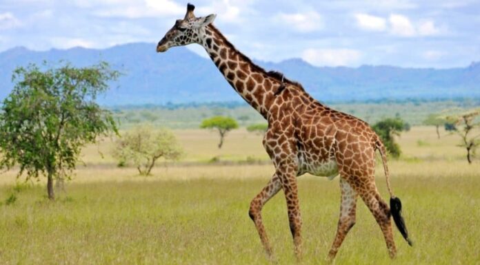 Longest Tail: The Giraffe
