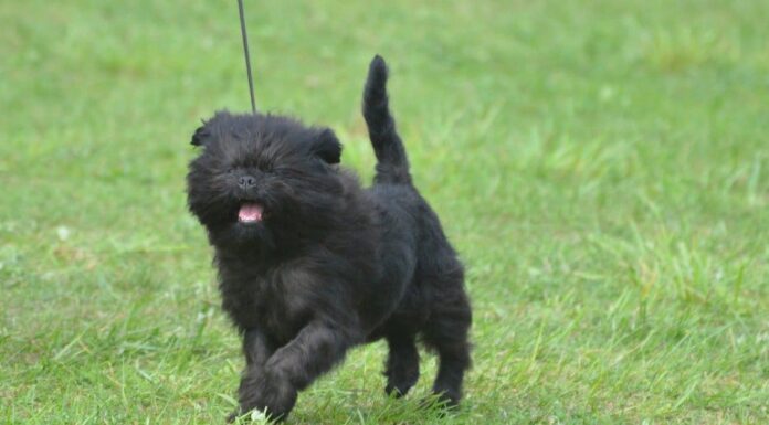 Affenpinscher
