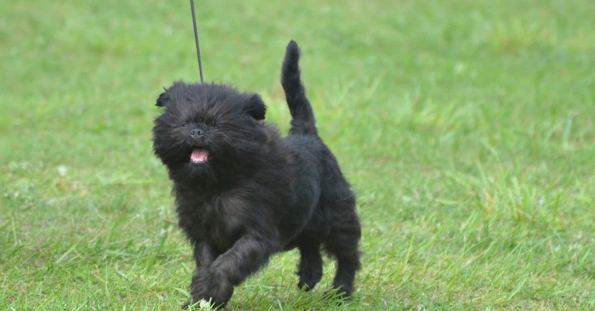 Affenpinscher