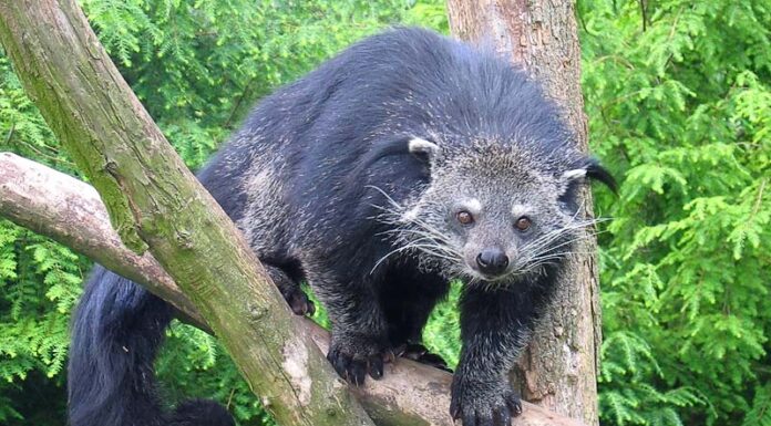 Binturong
