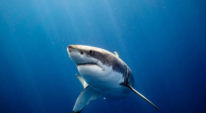 Bird's Eye View cattura uno squalo che gira intorno a un nuotatore solitario in Florida
