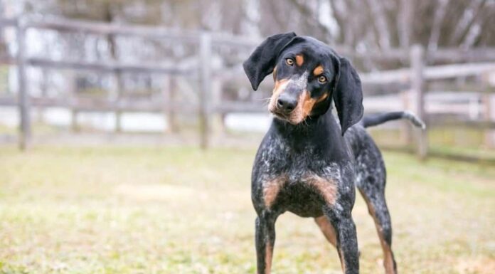 American Blue Gascon Hound vs Bluetick Hound