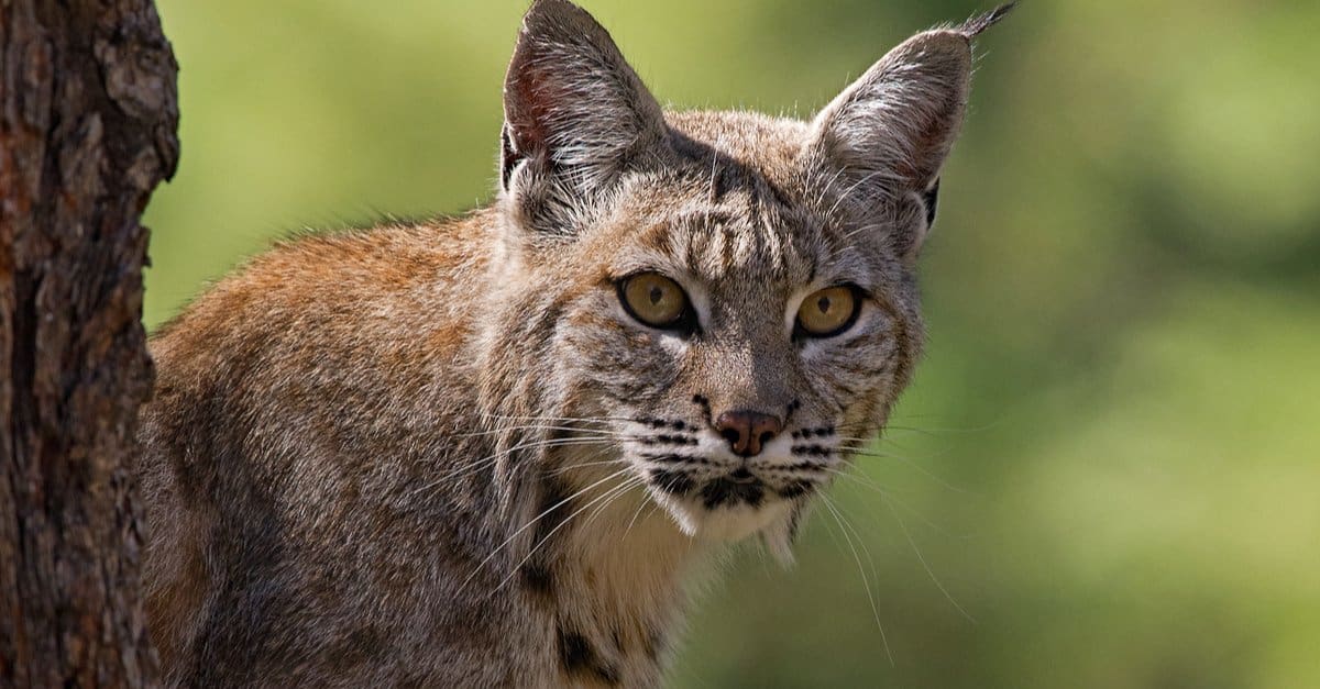 Bobcats nel Montana: tipi e dove vivono