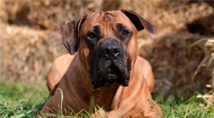 Boerboel

