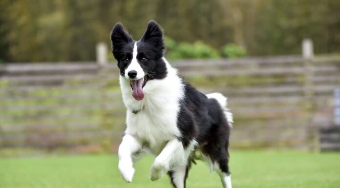 Guarda un Border Collie che sta per fare un viaggio nel tempo Sta correndo così velocemente

