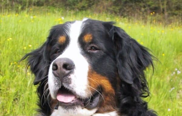 Adult Bernese Mountain Dog