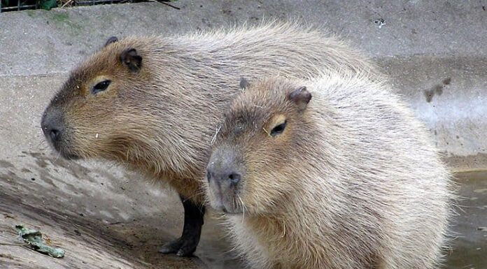 Capibara
