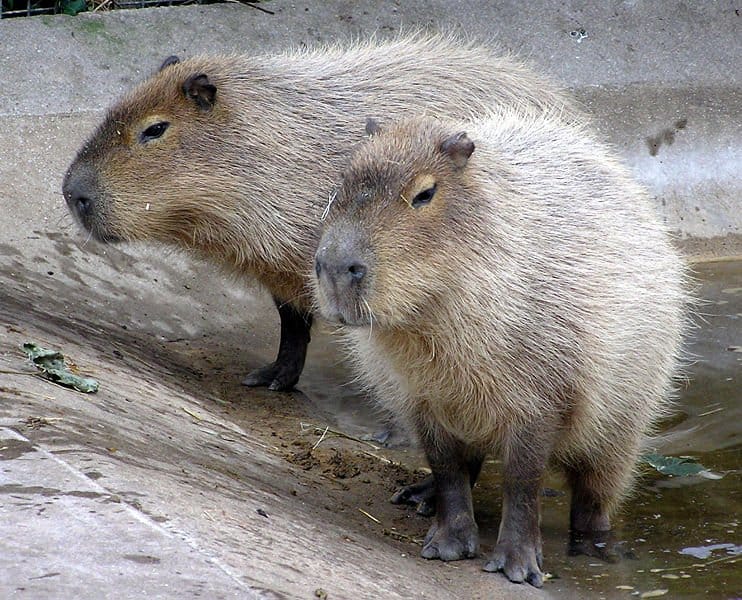 Capibara