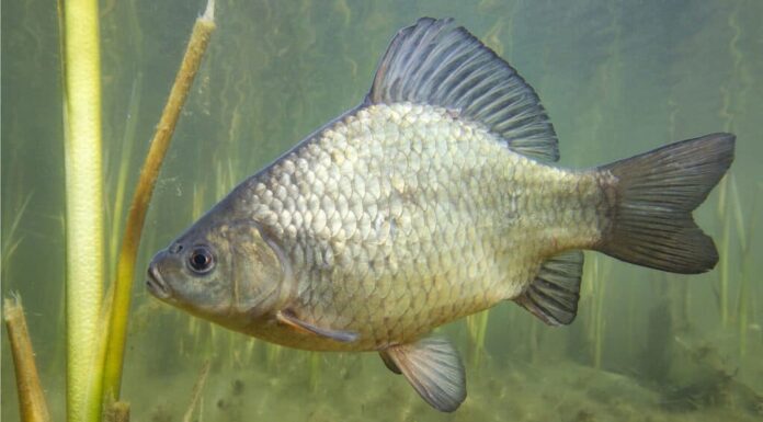 Crucian carp