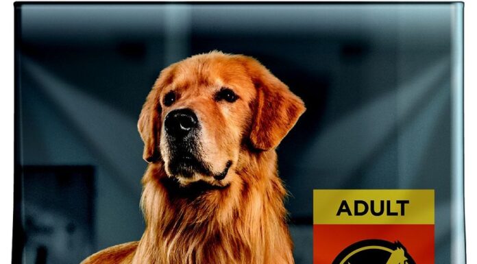 Purina Pro Plan Formula ad alto contenuto proteico con pollo e riso sminuzzato con probiotici Cibo secco per cani