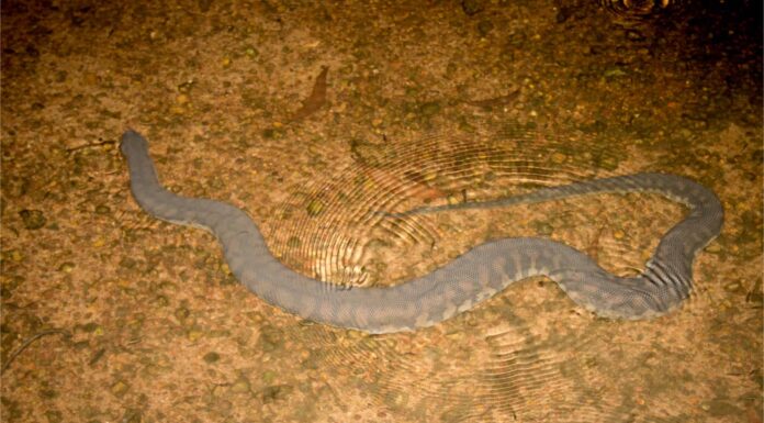 File serpente Arafur
