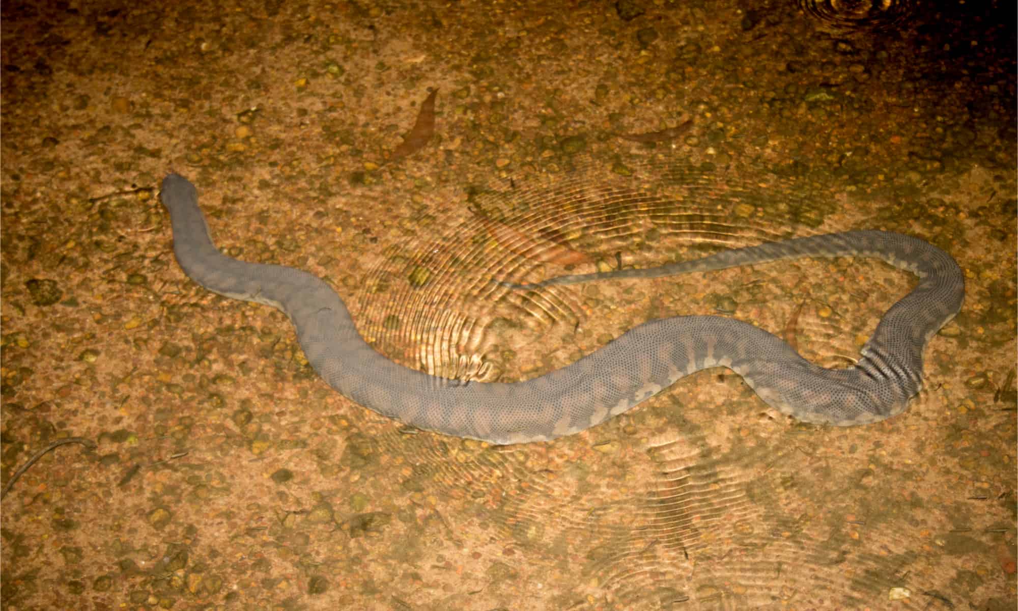 File serpente Arafur