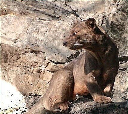 Fossa
