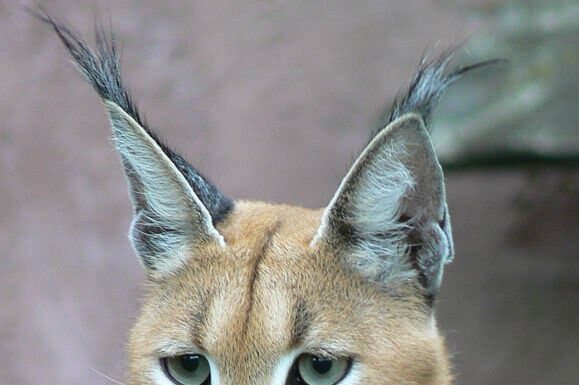 Gatto d'oro africano
