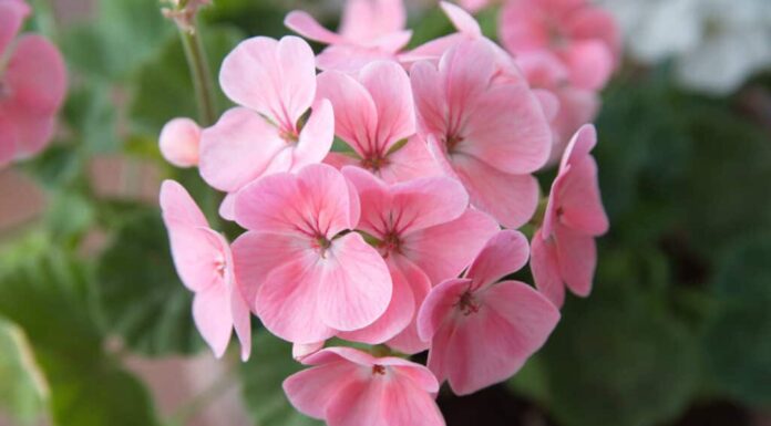 Zonal geranium