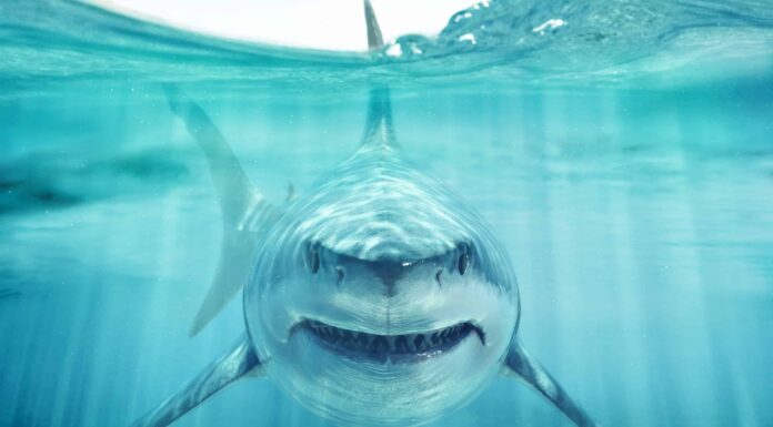 Gli squali più scioccanti su Instagram
