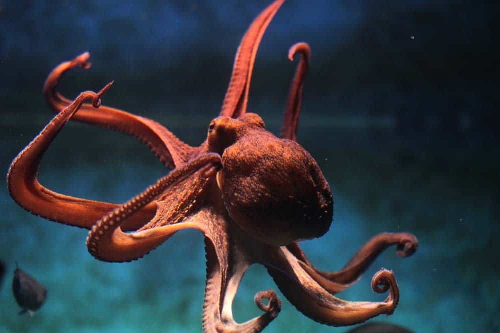 Guarda Octopuses Ace Escape Room Sfide che irritano gli umani