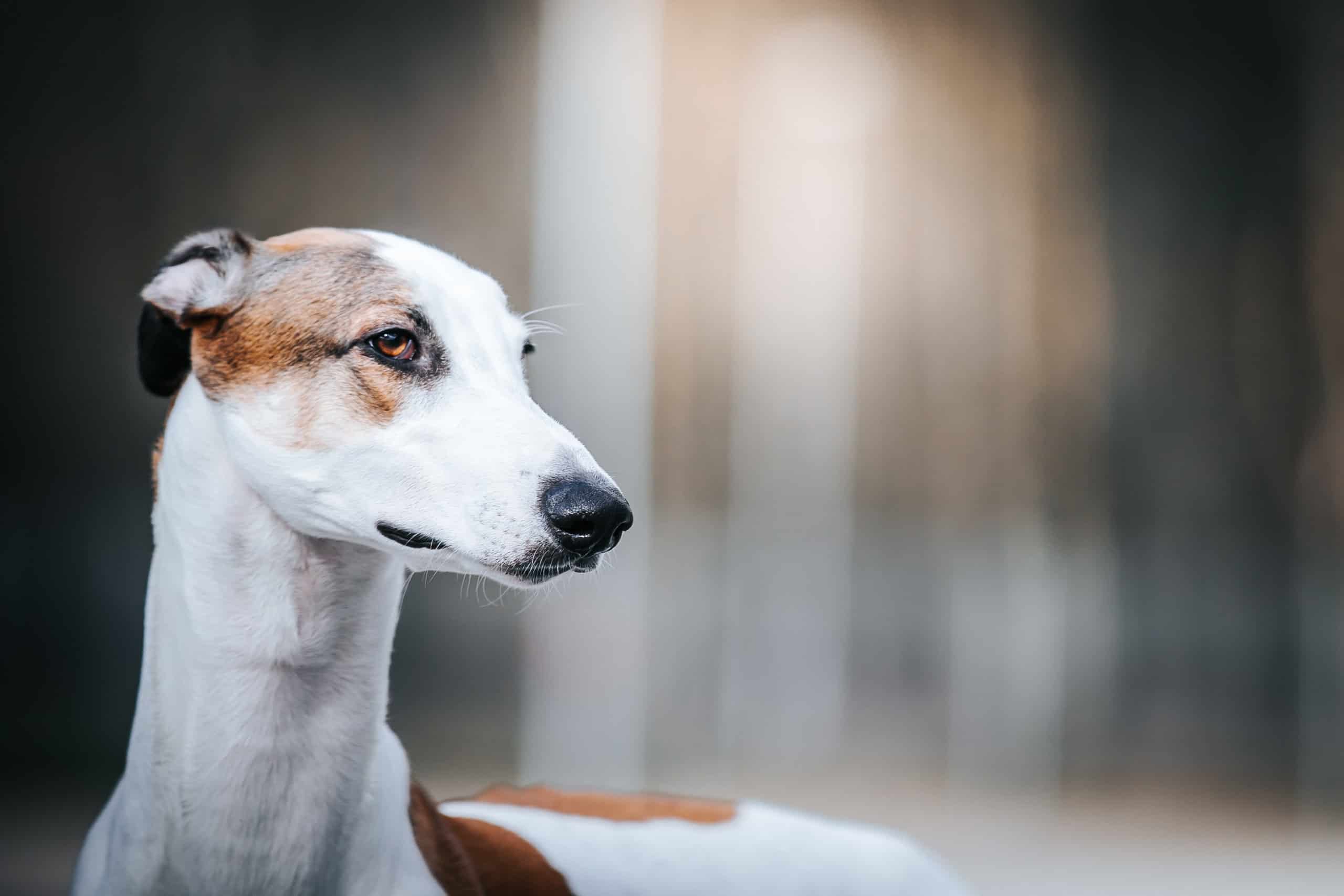 Guarda Racing Salukis prepararsi a lasciare l'orbita in un inseguimento follemente veloce