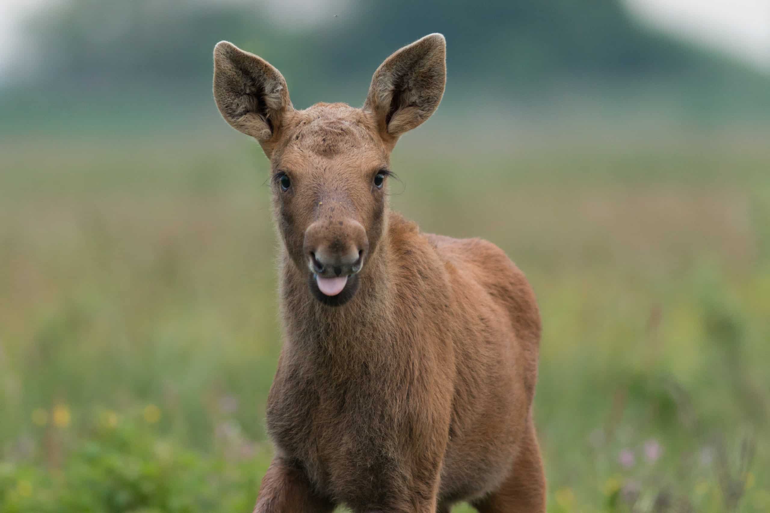 Guarda Twin Baby Moose che gioca adorabilmente negli sprinkler