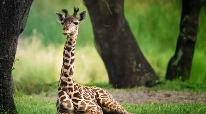 Guarda Un cucciolo di giraffa sopravvive magicamente all'attacco di un leone adulto
