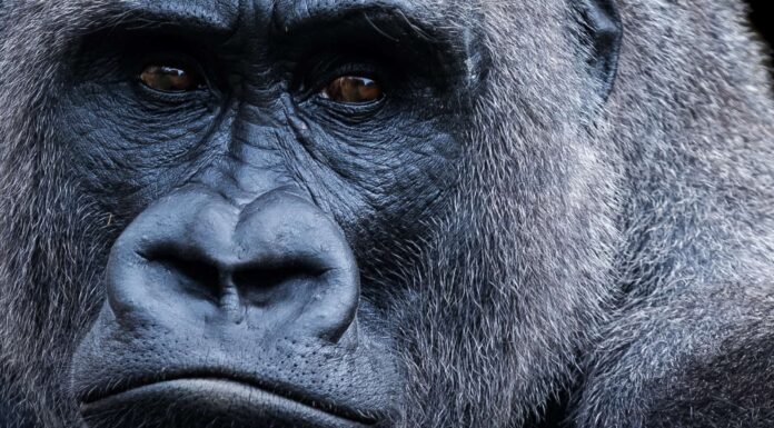 Guarda due Silverback adulti che combattono da vicino allo zoo di Omaha
