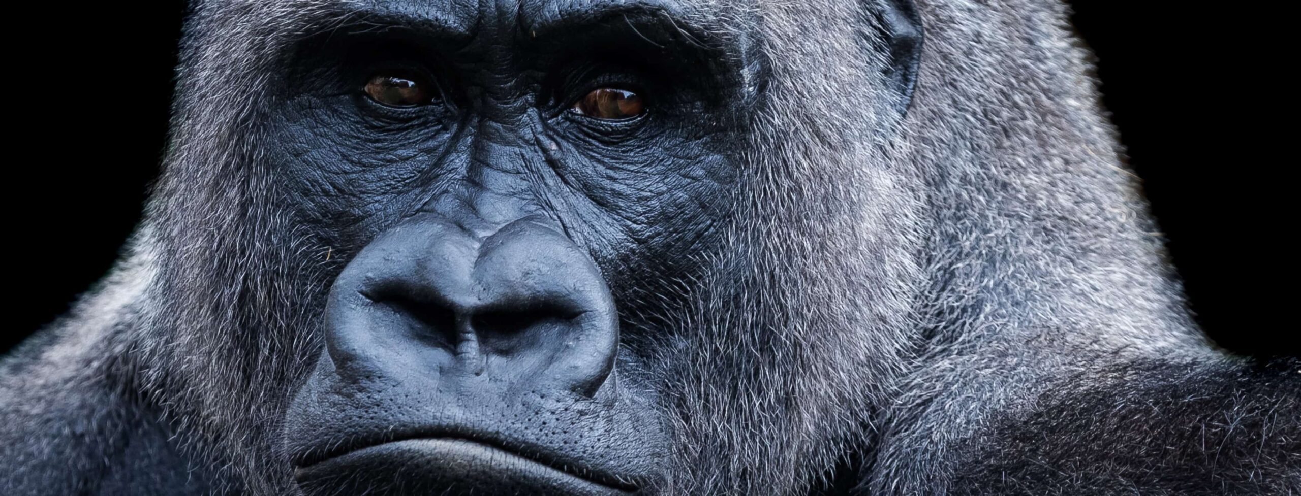 Guarda due Silverback adulti che combattono da vicino allo zoo di Omaha