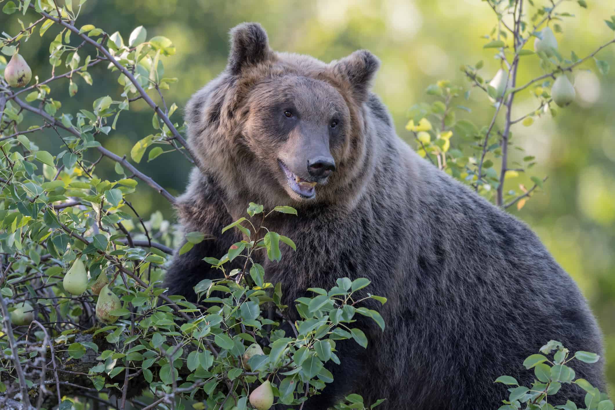 Guarda il filmato dell'orso più raro sulla Terra: l'orso marsicano