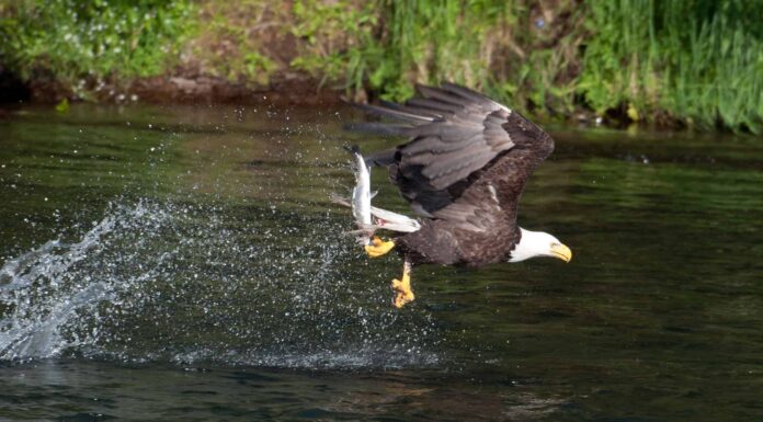 Guarda questa aquila calva cacciare un salmone con precisione chirurgica
