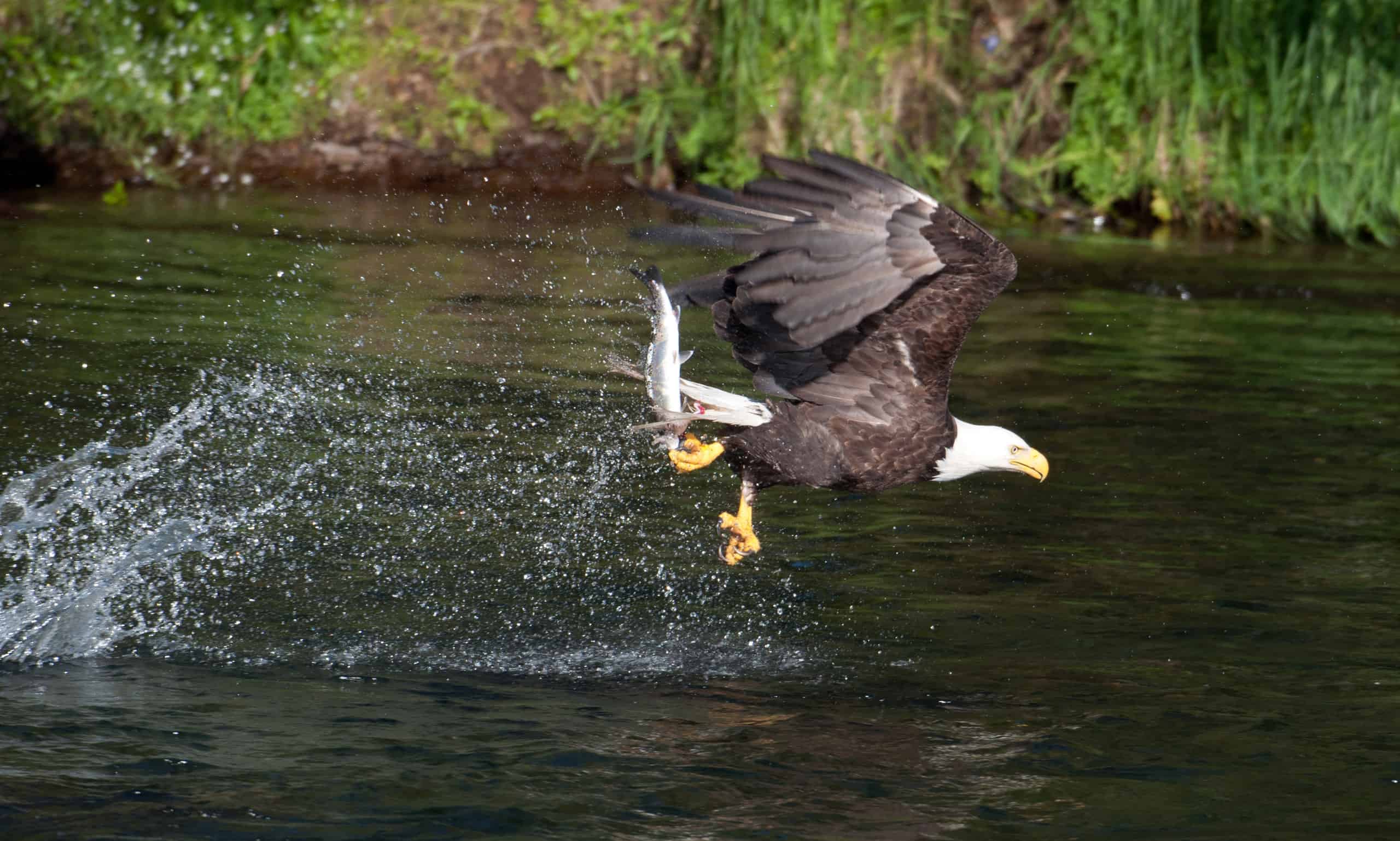 Guarda questa aquila calva cacciare un salmone con precisione chirurgica