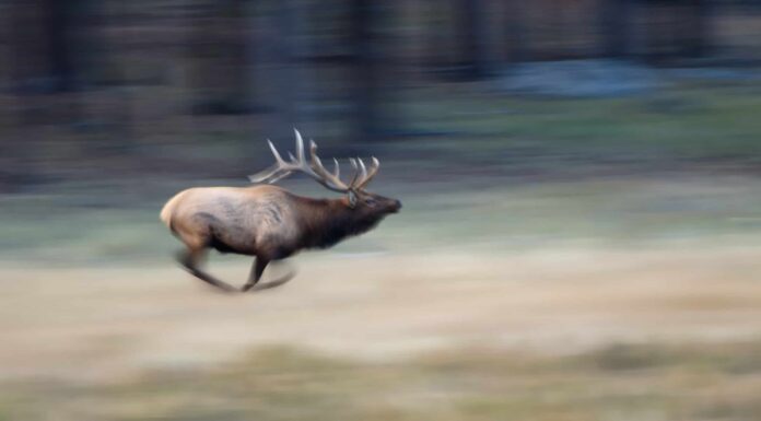 Guarda queste auto che speronano gli alci a Yellowstone e mostrano le loro dimensioni reali
