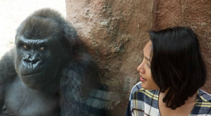 Guarda questo Silverback maschio che scatta e rompe il vetro allo zoo
