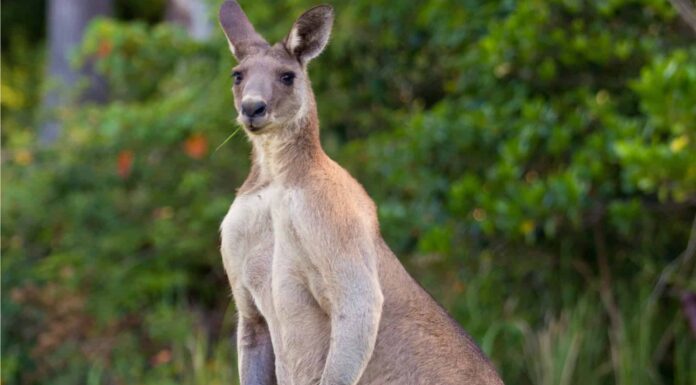 Guarda questo braccio di ferro canguro follemente buffo contro un uomo in Texas
