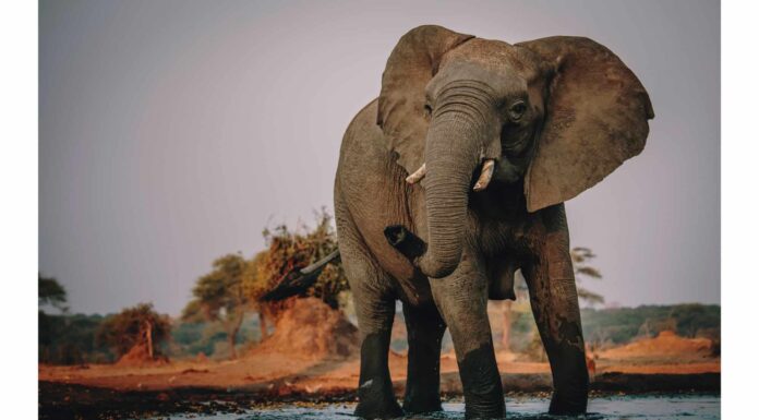Guarda questo re della giungla assemblare gli elefanti come se fossero animali domestici
