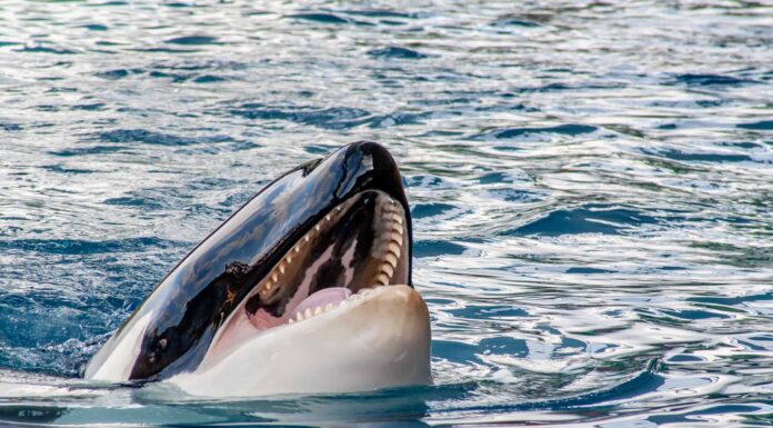 Guarda sbalorditivi filmati con drone di orche assassine che cacciano in mare aperto
