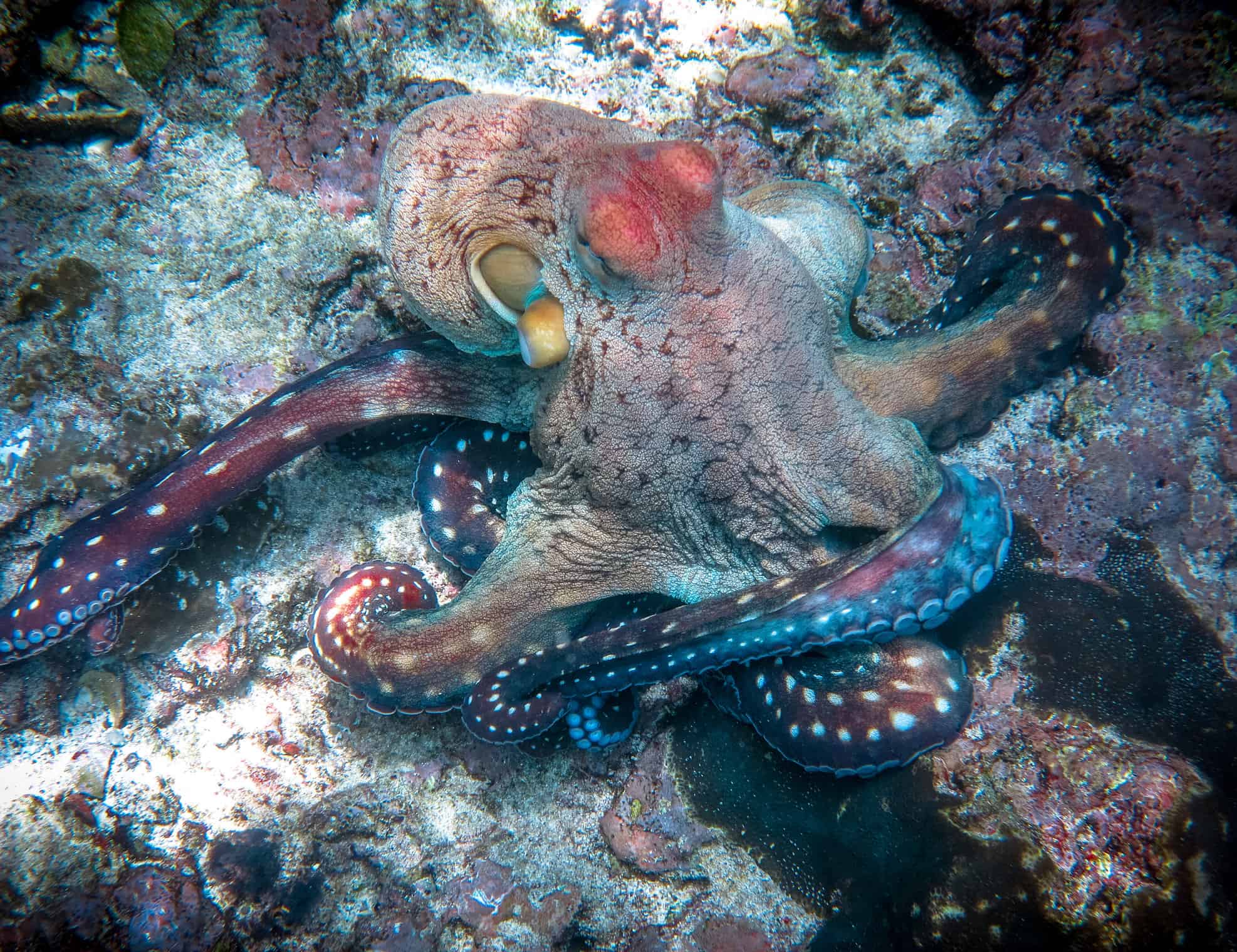 Guarda un Octopus Ace un test di intelligenza con una soluzione inaspettata